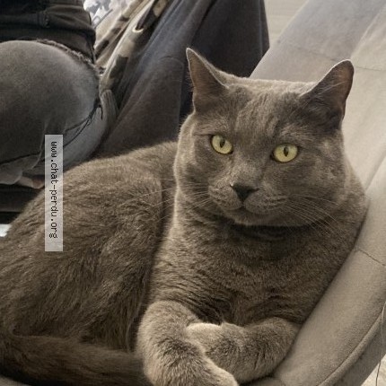 Foto 1/1 Salem Katze verloren in Wiltz