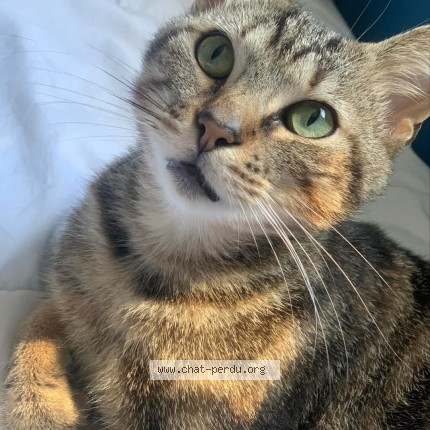 Foto 1/1 Mimoun Kat vermist in Boussu Lez Walcourt