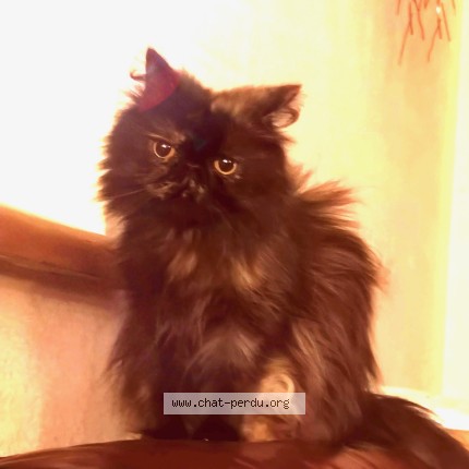 Photo of a cat found in Croixmare