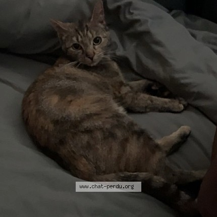 Photo of a cat found in Chartres