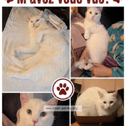 Photo 1/1 Mayo Cat lost in Saint Jerome