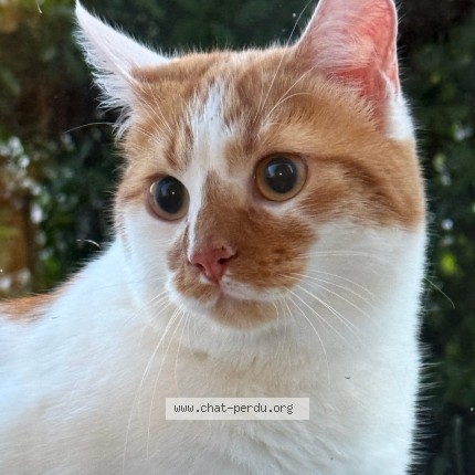 Photo of a cat found in Brignais