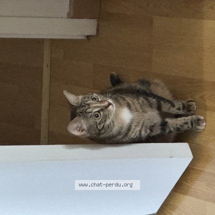 Photo of a cat found in Massy