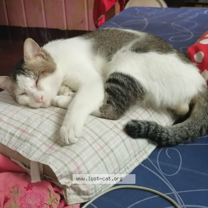 Photo 1/1 momo Cat lost in Benguet