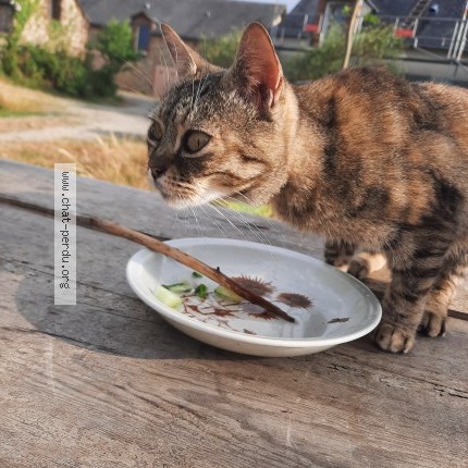 Photo of a cat found in Rouge