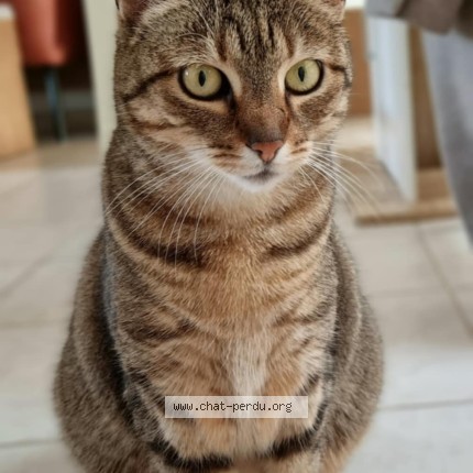 Foto 1/1 Mystic Kat vermist in Fleurus