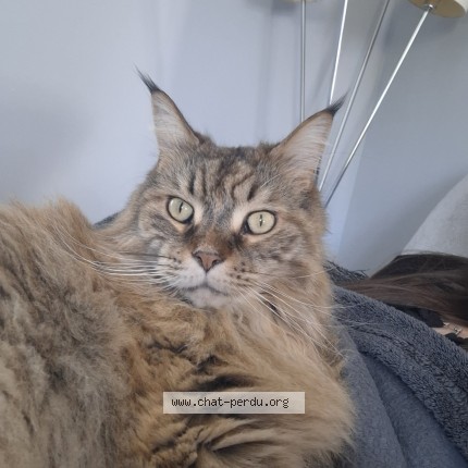Photo of a cat found in Noyers Sur Cher