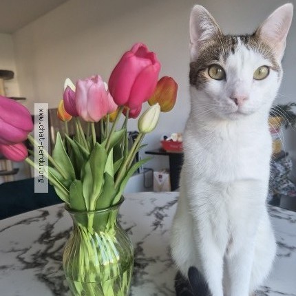Photo of a cat found in Toulouse