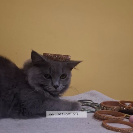 Photo 1/1 Noor Cat lost in Guntur