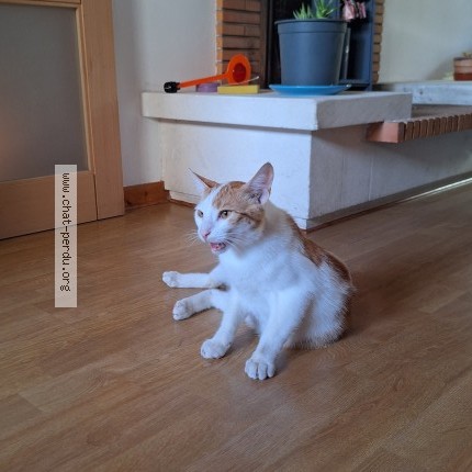 Photo of a cat found in Caen