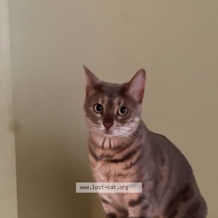 Photo 1/1 Pudding Cat lost in Richmond