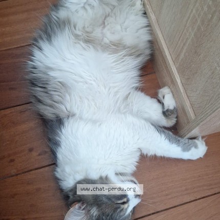 Photo of a cat found in Tourcoing