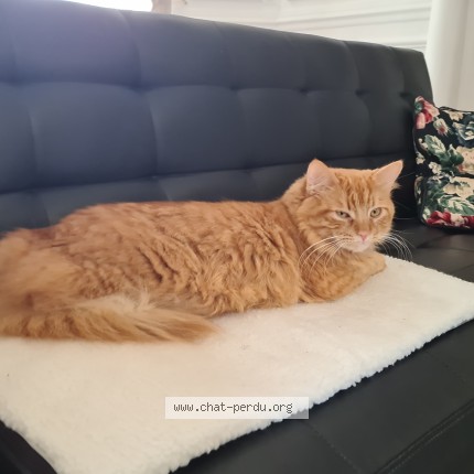 Photo of a cat found in Rouen
