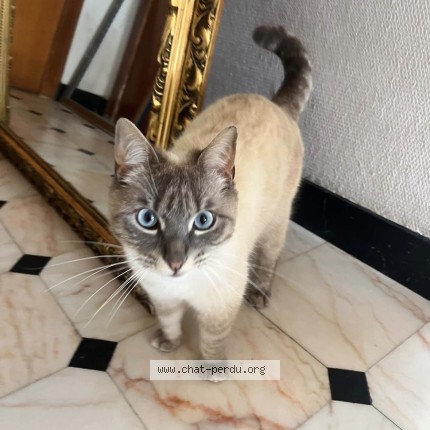 Photo of a cat found in Bordes