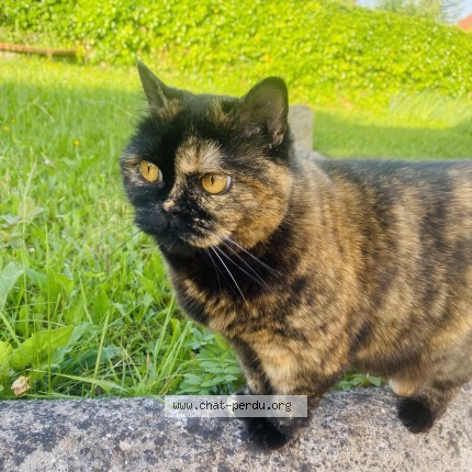 Photo of a cat found in Creuzier Le Vieux