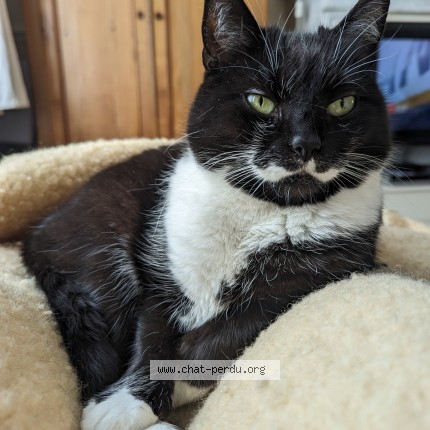 Foto 1/1 Mimi Kat vermist in Brussels