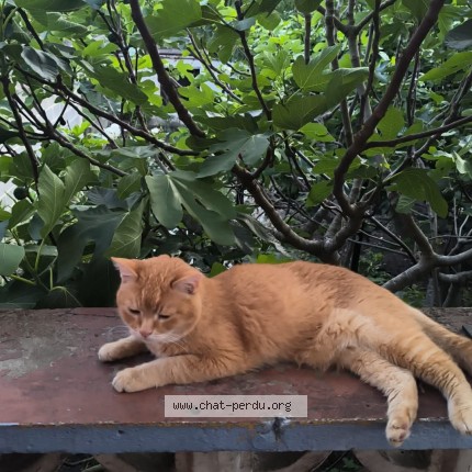 Foto 1/1 Marco Kat vermist in Saint Nicolas