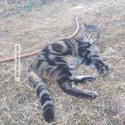 Photo of a cat found in Beaumont