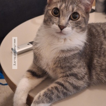 Foto 1/1 Thaïs Kat vermist in Bruxelles