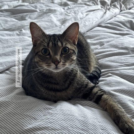 Foto 1/1 andy Kat vermist in Molenbeek