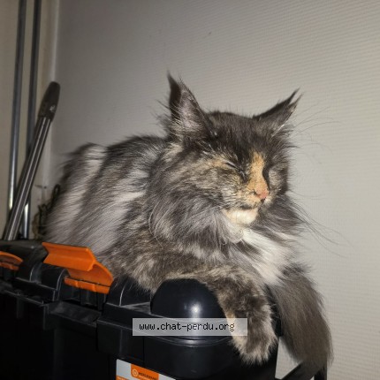 Foto 1/1 mia Kat vermist in Grammont