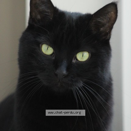 Foto 1/1 Panth&egrave;re Kat vermist in Rebecq