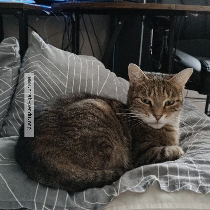 Photo of a cat found in Les Damps