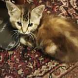 Minnie