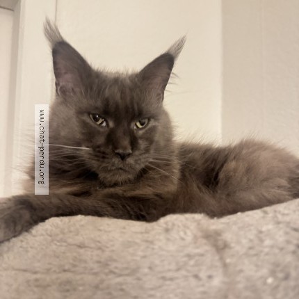 Photo of a cat found in Longeville Les Saint Avold