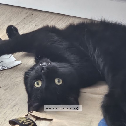 Photo of a cat found in Lille