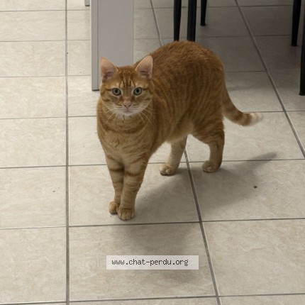 Photo of a cat found in Mailly Le Camp