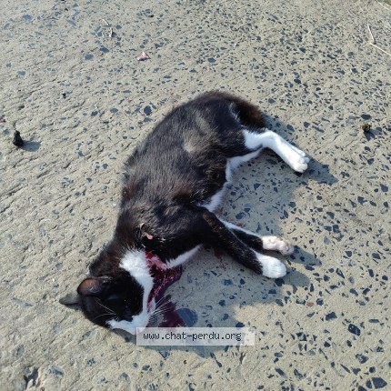 Foto 1/1 Kat gevonden Gevonden in Mont Saint Guibert