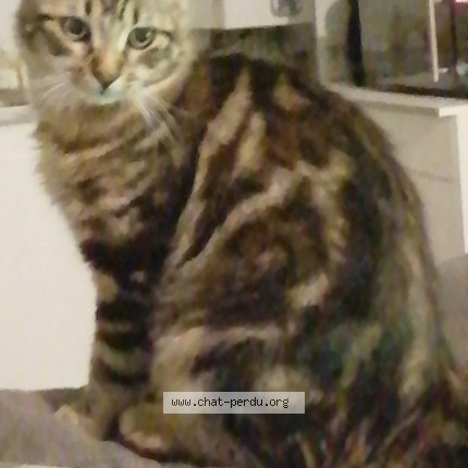 Photo of a cat found in Vannes