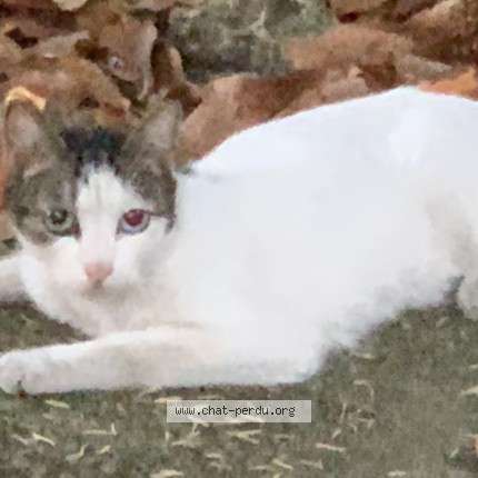 Picture of cat found at Begles