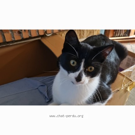 Photo of a cat found in Menil