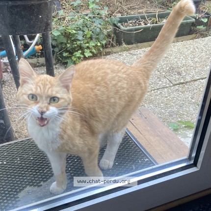 Photo of a cat found in Clamart