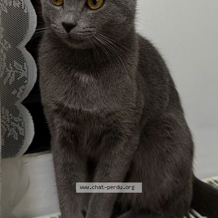 Foto 1/1 Lale Kat vermist in Bruxelles