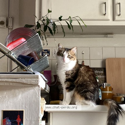Photo of a cat found in Barbentane
