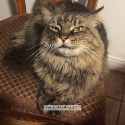 Photo 1/1 Shiloh Cat lost in Phoenix
