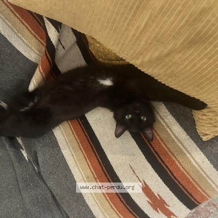 Photo 1/1 Mowglu Cat lost in Montreal