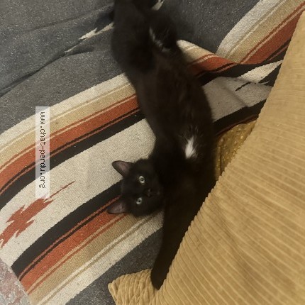 Photo 1/1 Mowglu Cat lost in Montreal