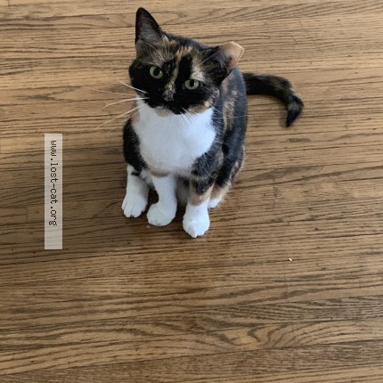 Photo 1/1 Tarout Cat lost in Louisville