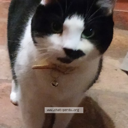 Photo of a cat found in La Membrolle Sur Choisille