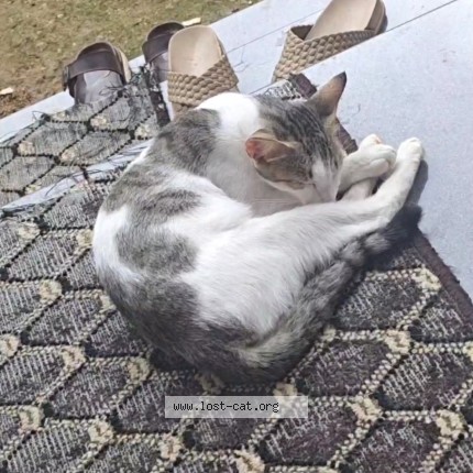 Photo 1/1 kunji Cat lost in Manimala Kottayam