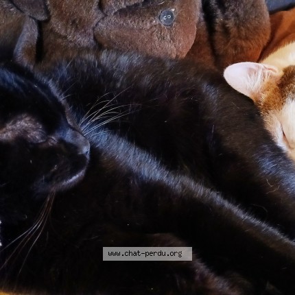 Photo of a cat found in Etoile Sur Rhone