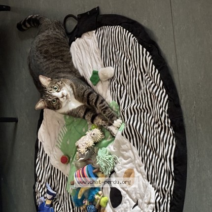 Photo of a cat found in La Seyne Sur Mer