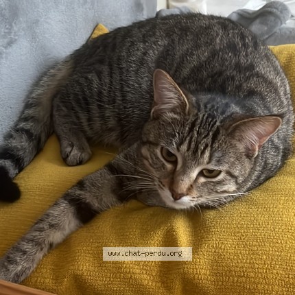 Photo of a cat found in Boulogne Billancourt