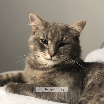 Photo of a cat found in Chennevieres Les Louvres