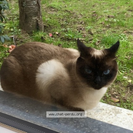 Photo of a cat found in Saint Nazaire