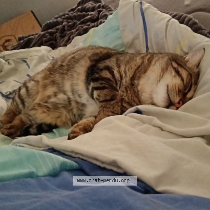 Photo of a cat found in Vauvert